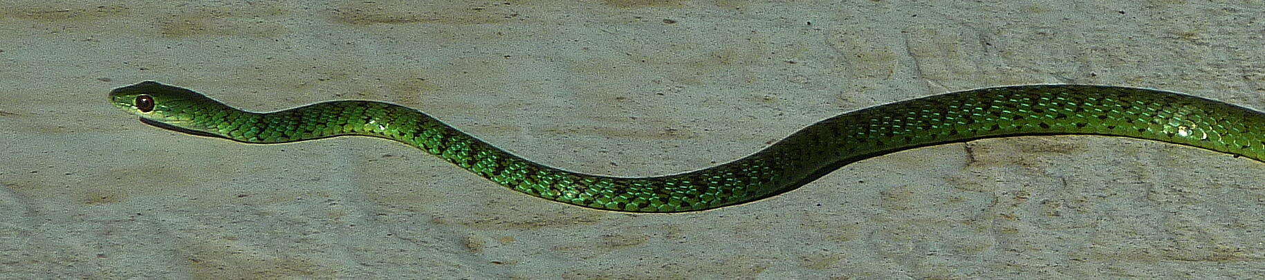 Image of Philothamnus semivariegatus (A. Smith 1840)