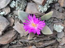 Plancia ëd Cerochlamys pachyphylla (L. Bol.) L. Bol.