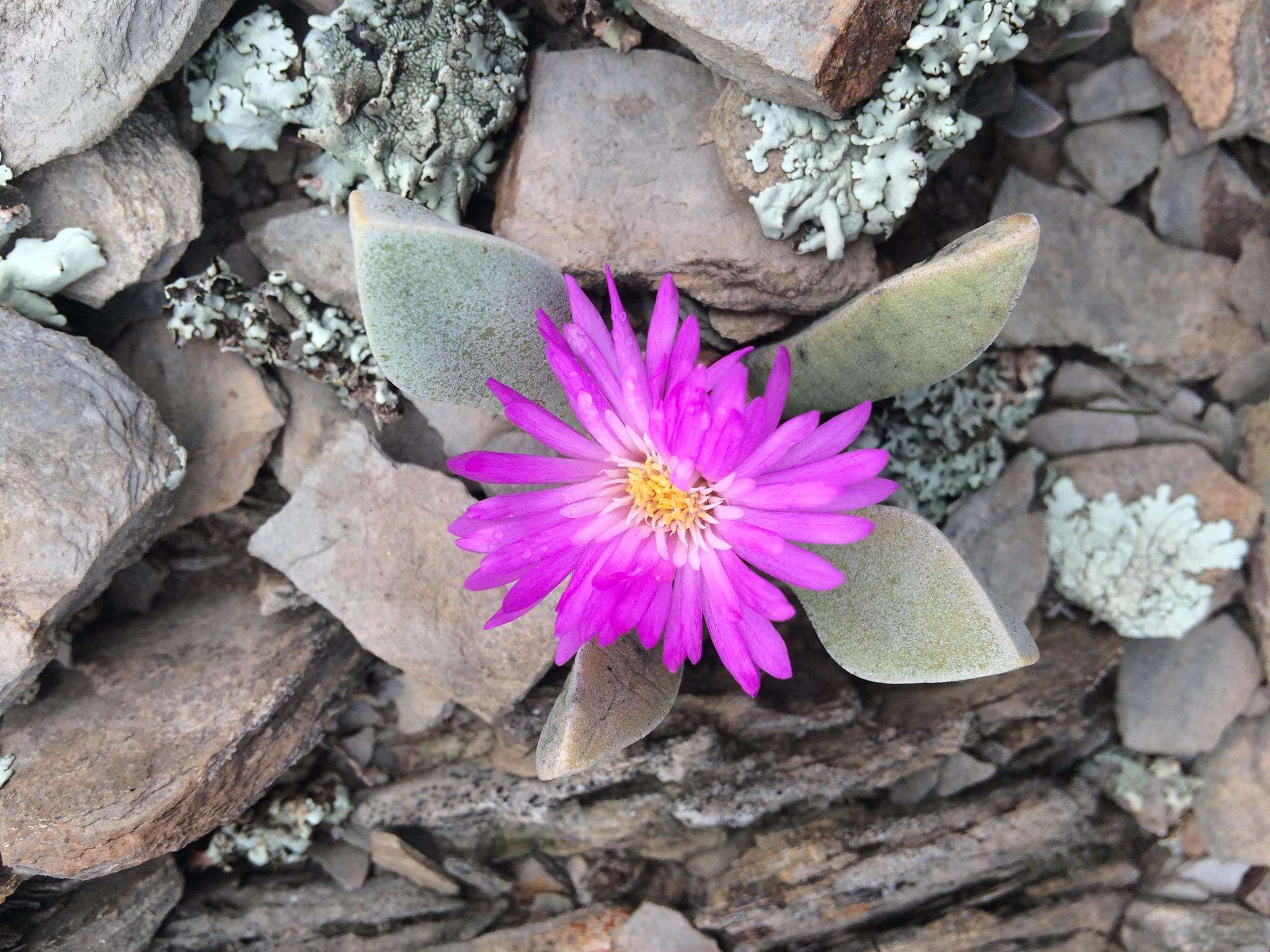 Plancia ëd Cerochlamys pachyphylla (L. Bol.) L. Bol.