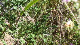 Image of Melaleuca squamea Labill.