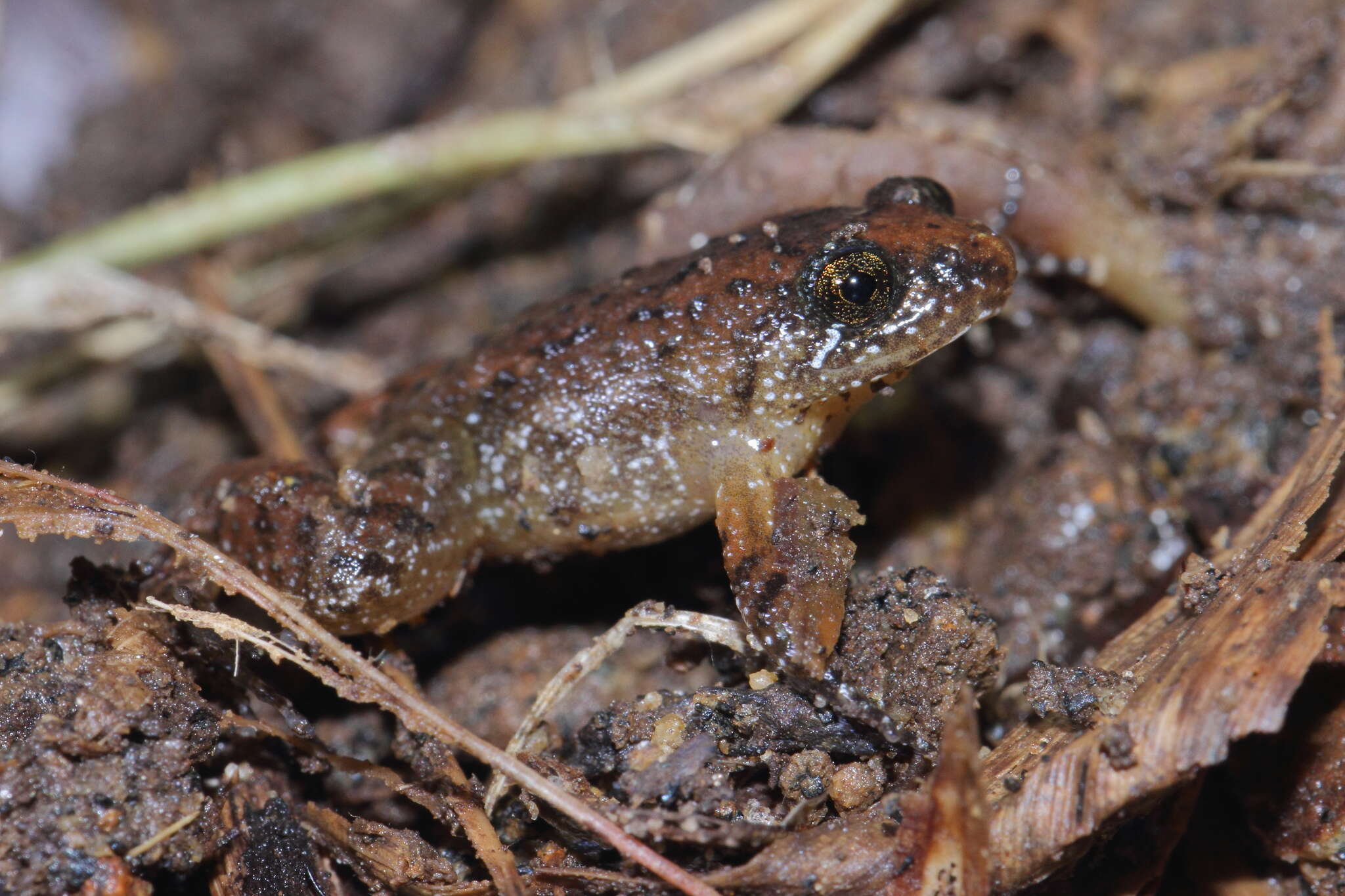 Plancia ëd Nyctibatrachus minimus Biju, Van Bocxlaer, Giri, Roelants, Nagaraju & Bossuyt 2007