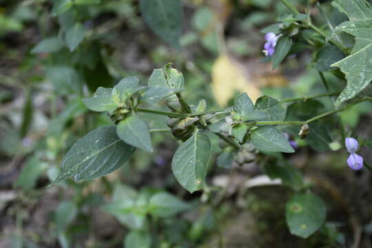 Image of Dicliptera hookeriana Nees