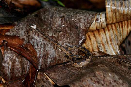 صورة Leptodeira annulata (Linnaeus 1758)