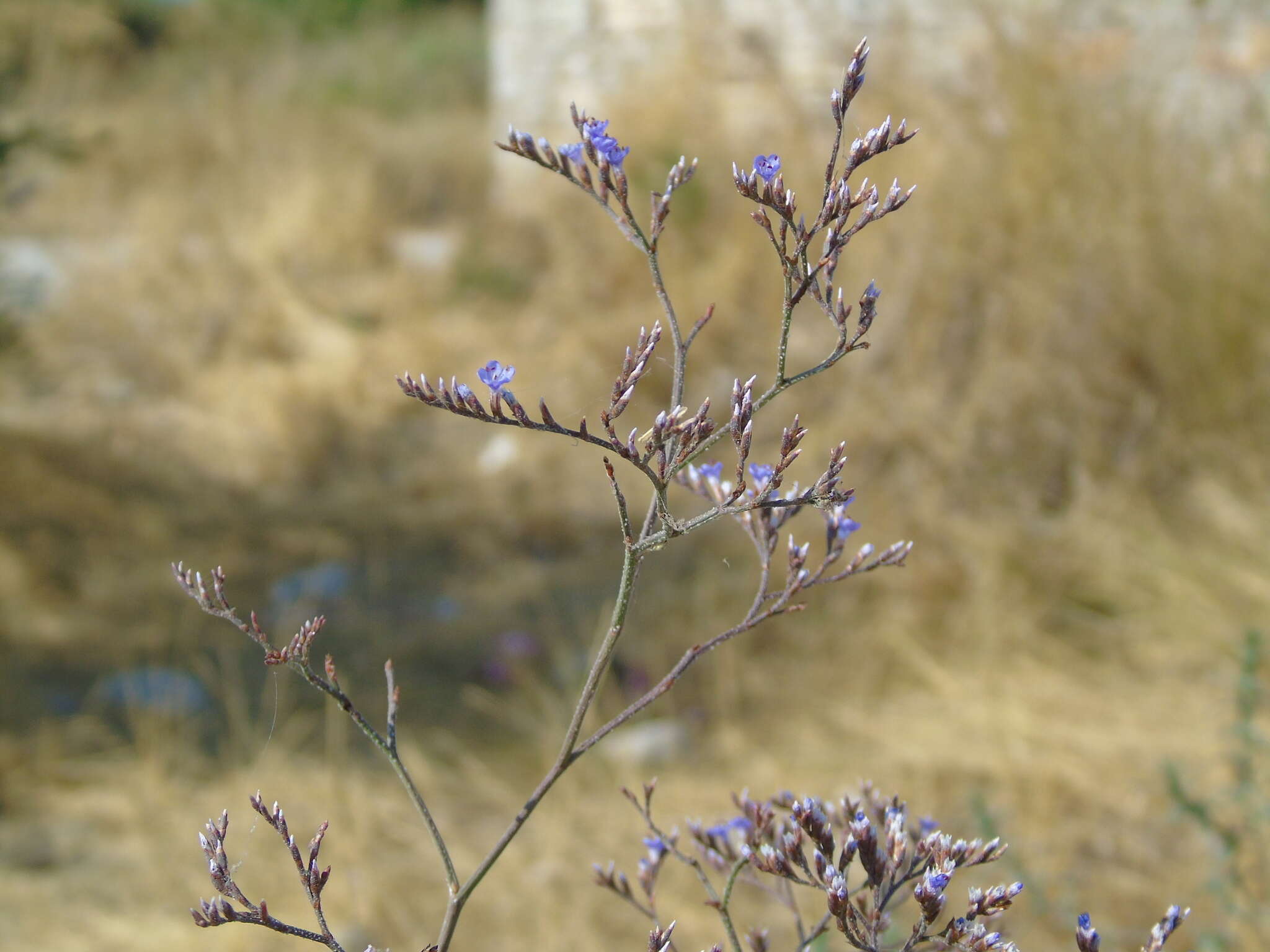 Imagem de Limonium brevipetiolatum R. Artelari & M. Erben