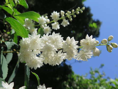 Image of crenate pride-of-Rochester