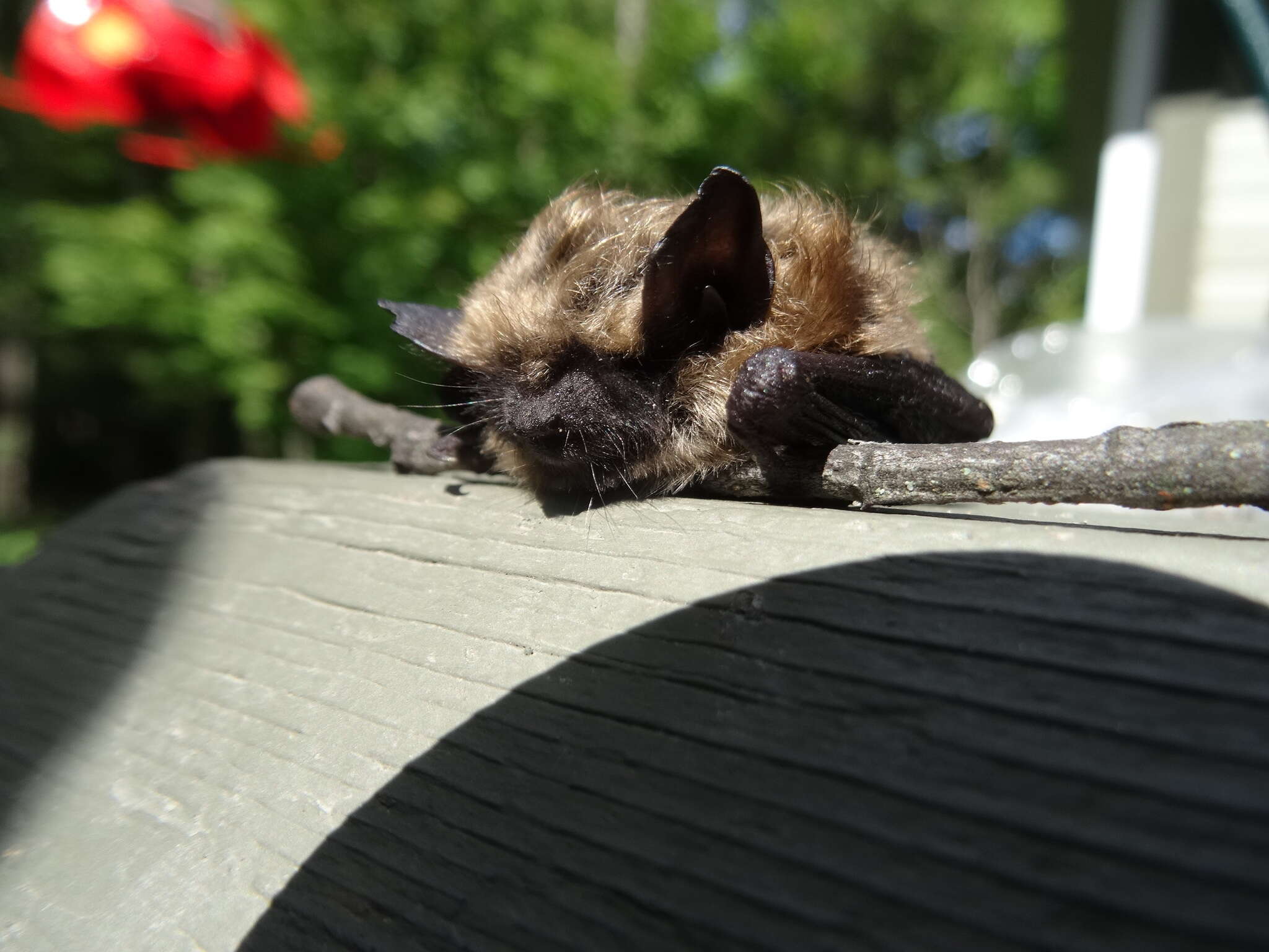 Imagem de Myotis leibii (Audubon & Bachman 1842)