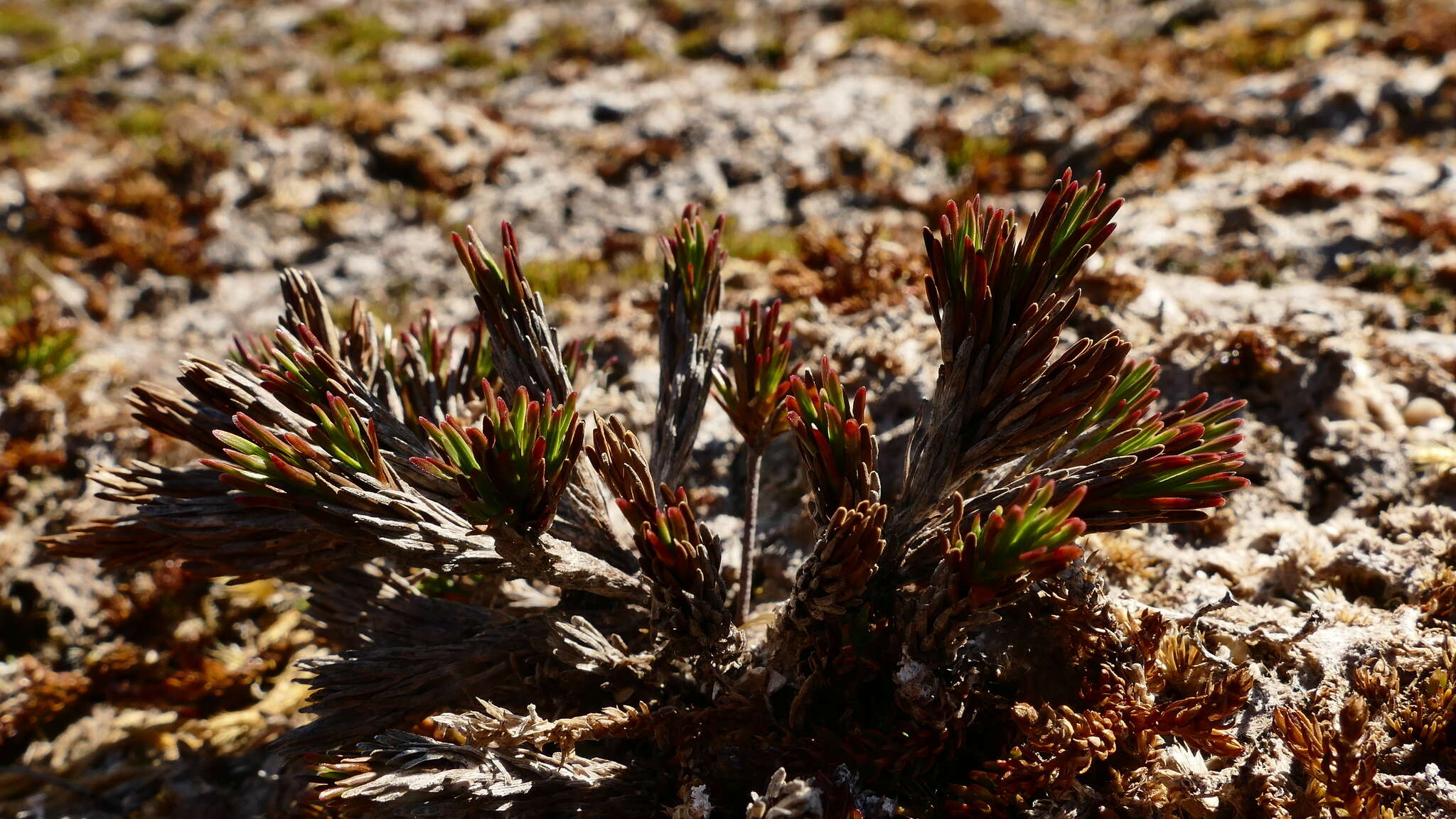 Image de Dracophyllum politum (Cheesem.) Cockayne