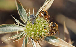 Image of Andrena variabilis Smith 1853