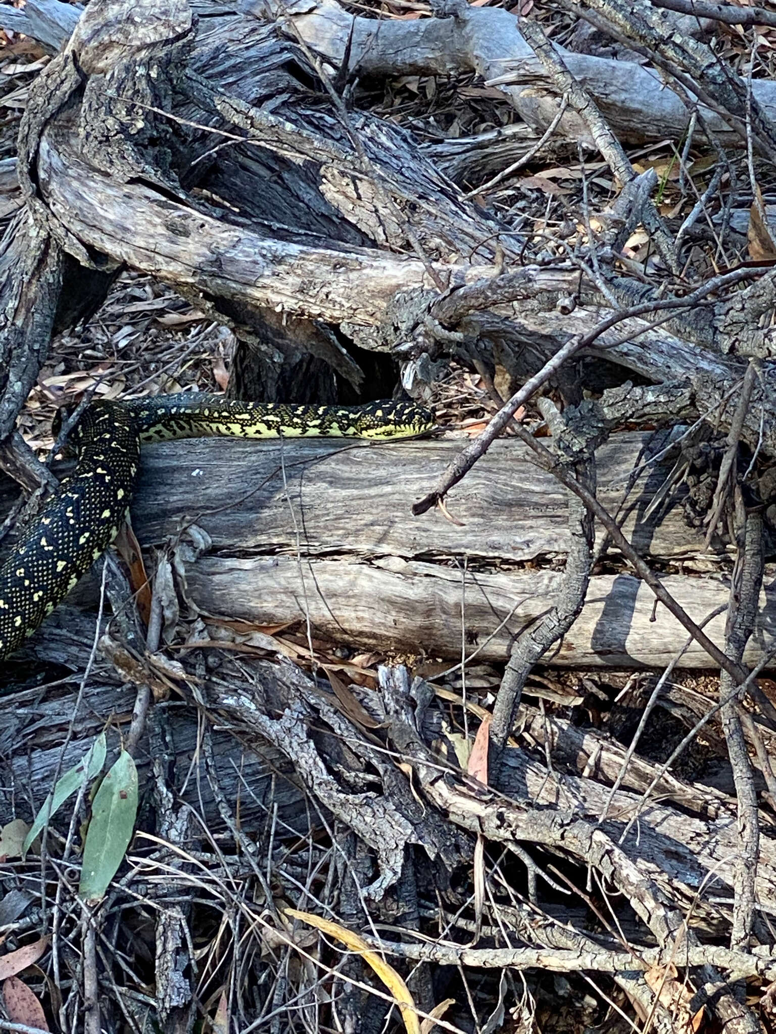 Morelia spilota spilota (Lacépède 1804) resmi