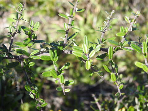 Image de Pyracantha angustifolia (Franch.) C. K. Schneid.