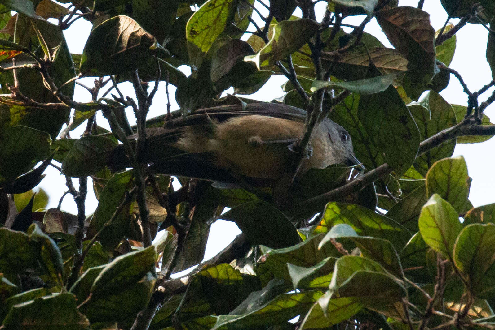 Image of Bower's Shrike-thrush