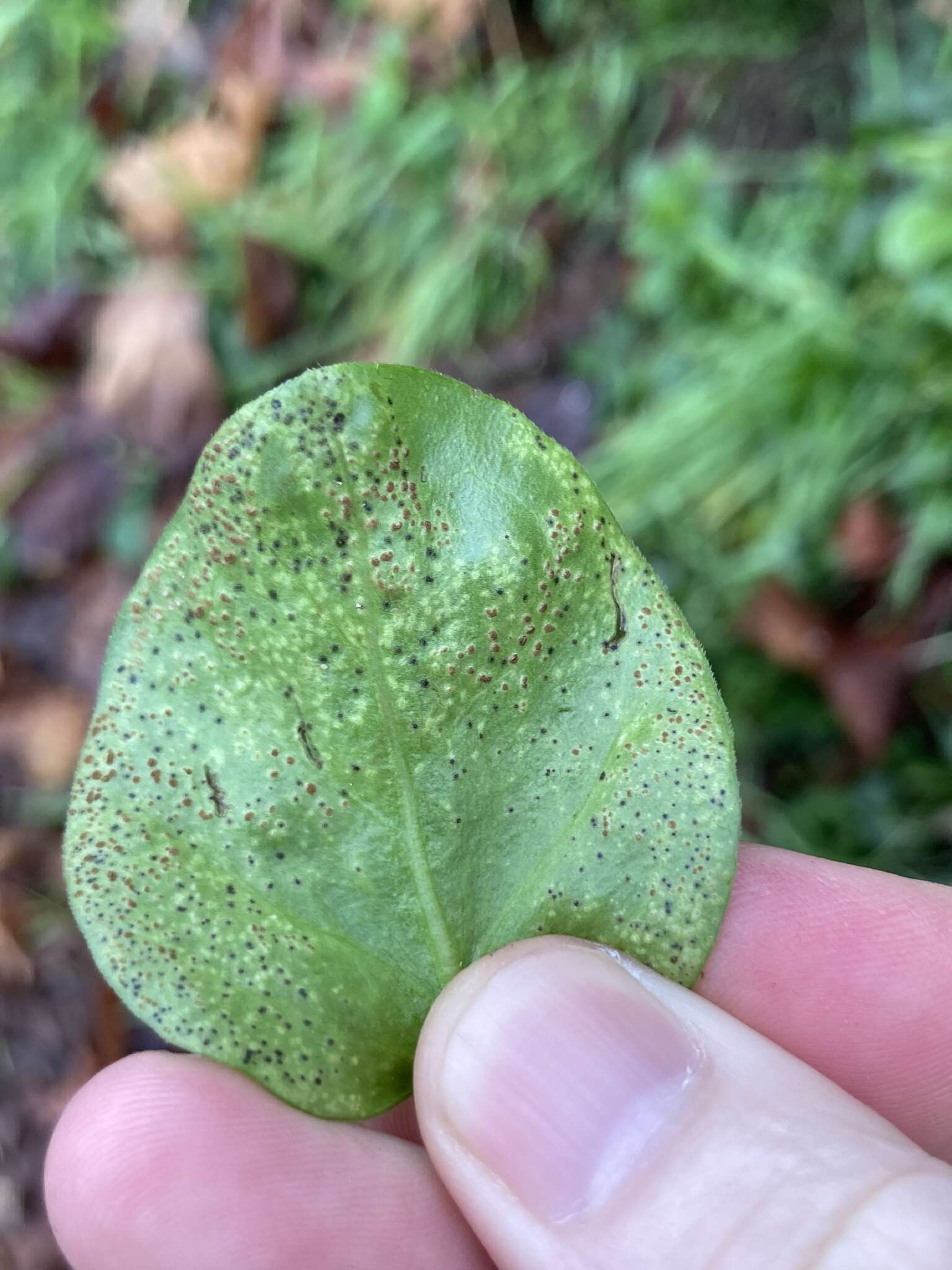 Plancia ëd Puccinia vincae (DC.) Berk. 1836