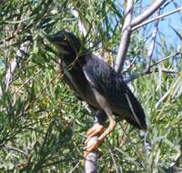 Butorides virescens anthonyi (Mearns 1895) resmi