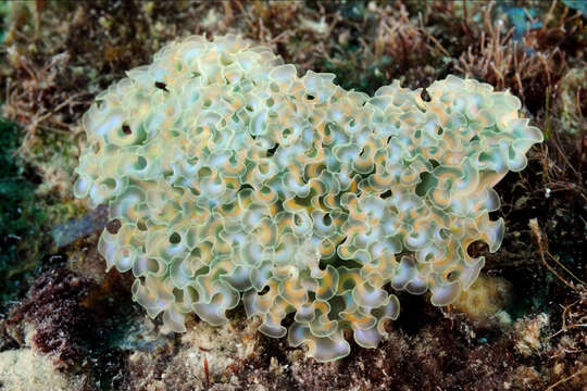 Image of lettuce sea slug