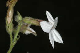 Image of Nicotiana bonariensis Lehm.