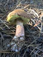 Image of Aureoboletus projectellus (Murrill) Halling 2015