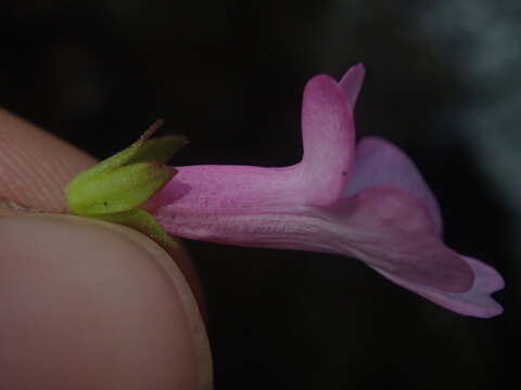 Image de Ourisia alpina Poepp. & Endl.