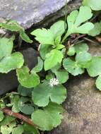 Image de Hydrocotyle leucocephala Cham. & Schltdl.