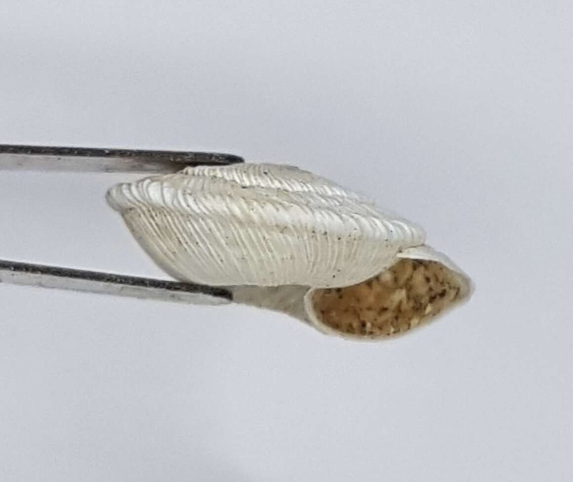 Image of Xeroplexa setubalensis (L. Pfeiffer 1850)