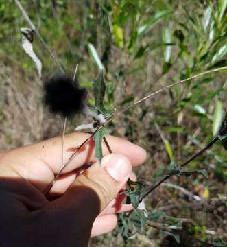 صورة Melanthera parvifolia Small