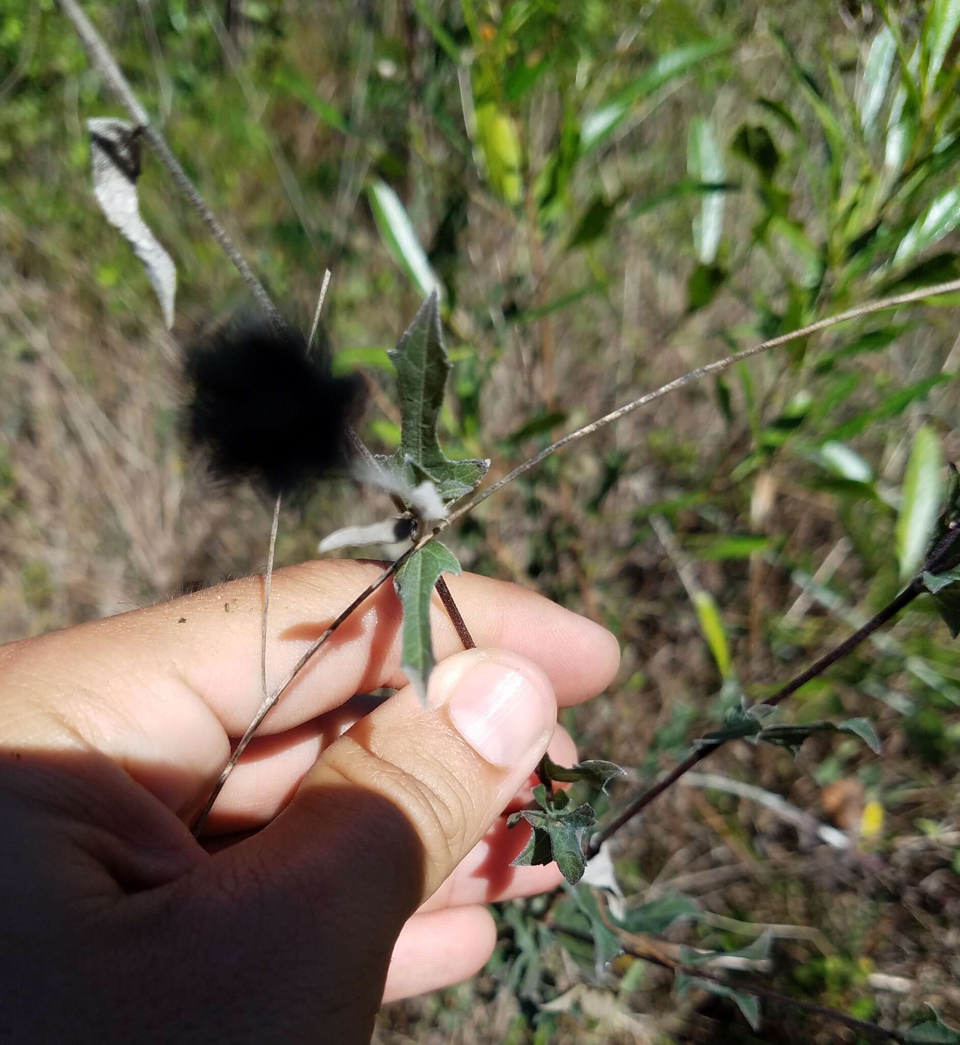 Image of small-leaf squarestem