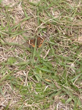 Image of Common buckeye