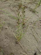 Image of largepod pinweed