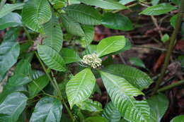 Plancia ëd Psychotria limonensis K. Krause