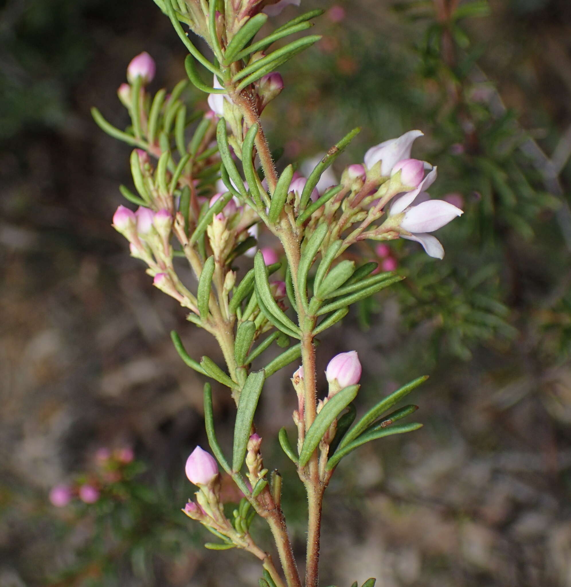 Image of Boronia pilosa subsp. pilosa