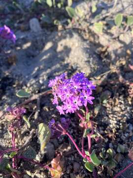 Image of pink sand verbena