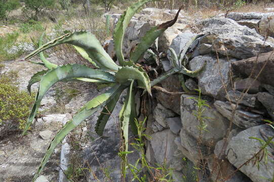 Image of Agave marmorata Roezl