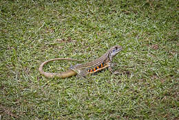 Image of Common Butterfly Lizard