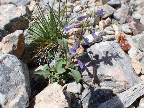 Image of low beardtongue