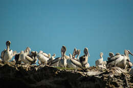 Image of Australian Pelican