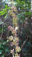 Image of Smilax aspericaulis Wall. ex A. DC.