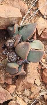 Image of living stone succulent