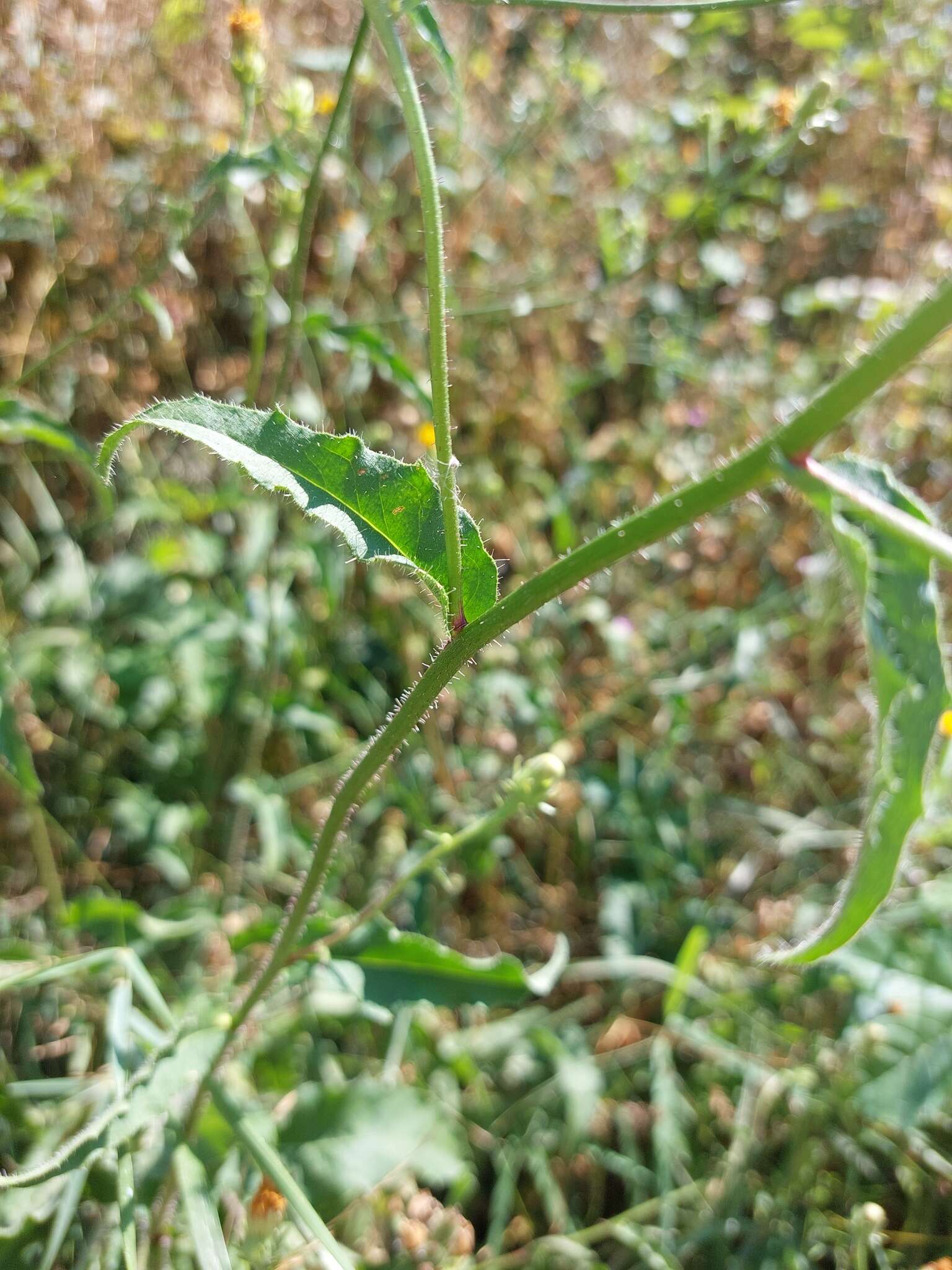 Image of hawkweed oxtongue