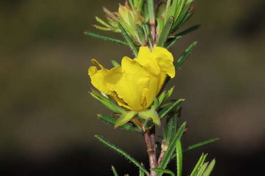 Image of Hibbertia acerosa (DC.) Benth.