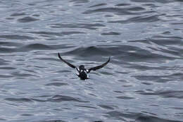 Image of Least Auklet