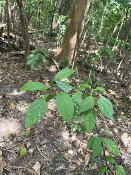 Image of gingerbush