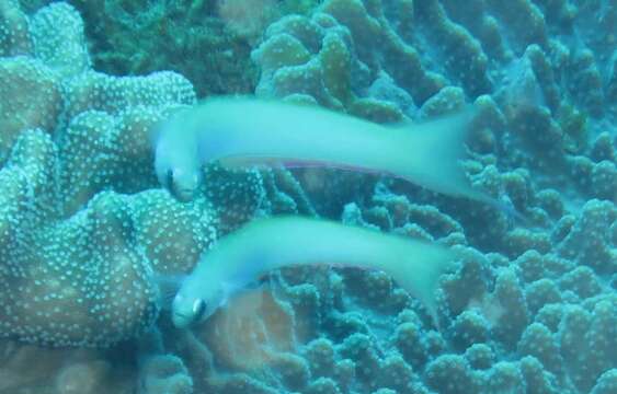 Image of Lyre-tail dart goby