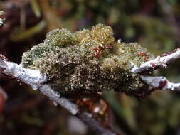 Image of tree polychidium lichen