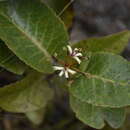 صورة Lomatia hirsuta subsp. hirsuta