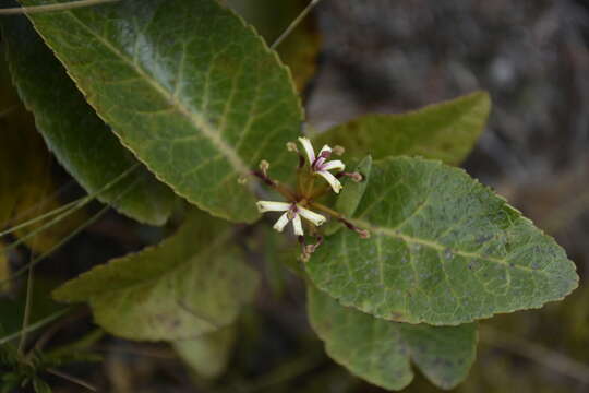 صورة Lomatia hirsuta subsp. hirsuta