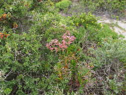 Afrolimon purpuratum (L.) I. A. Lincz. resmi