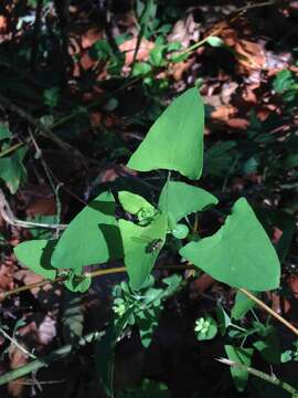 Image of Asiatic Tearthumb