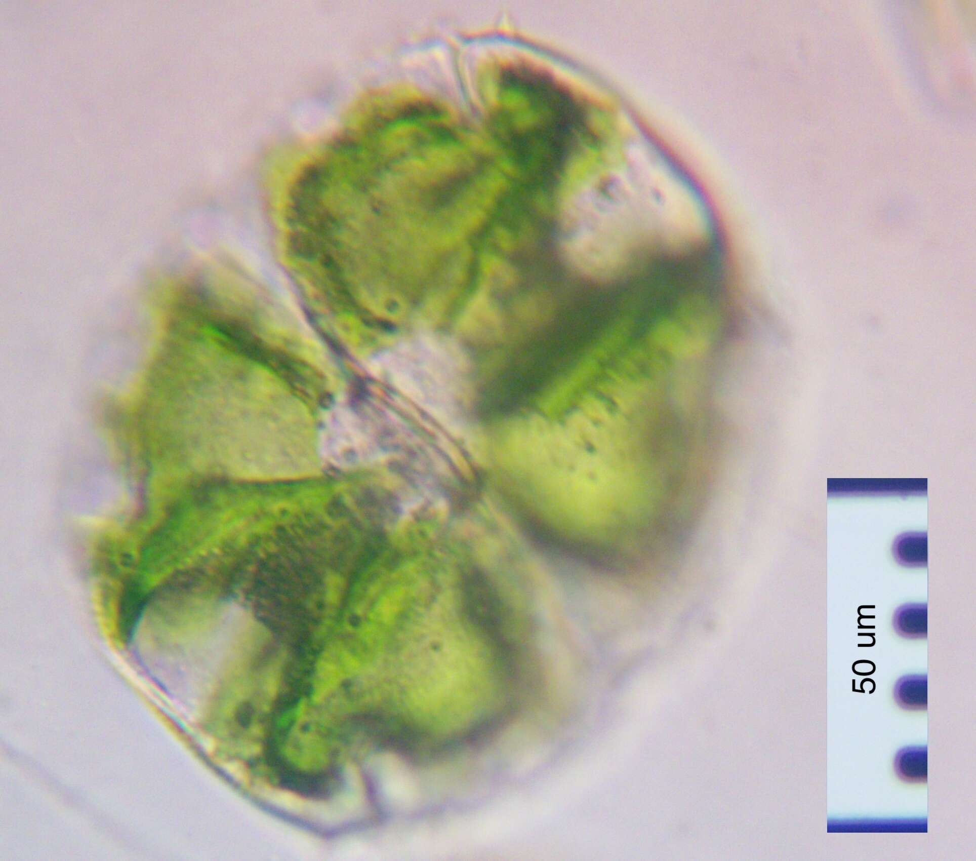 Image of Micrasterias truncata Brébisson ex Ralfs 1848