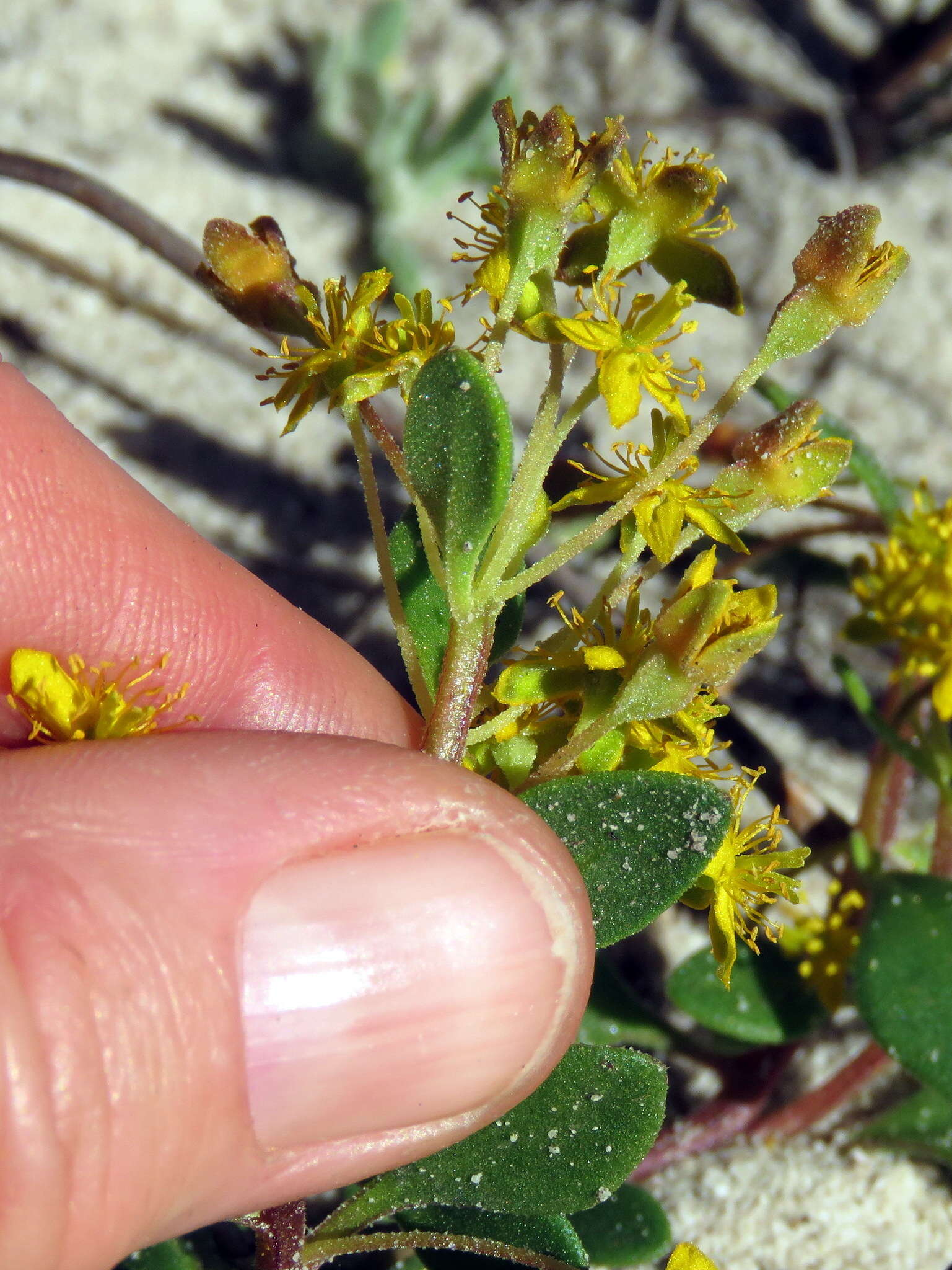 Image of Tetragonia nigrescens Eckl & Zeyh.