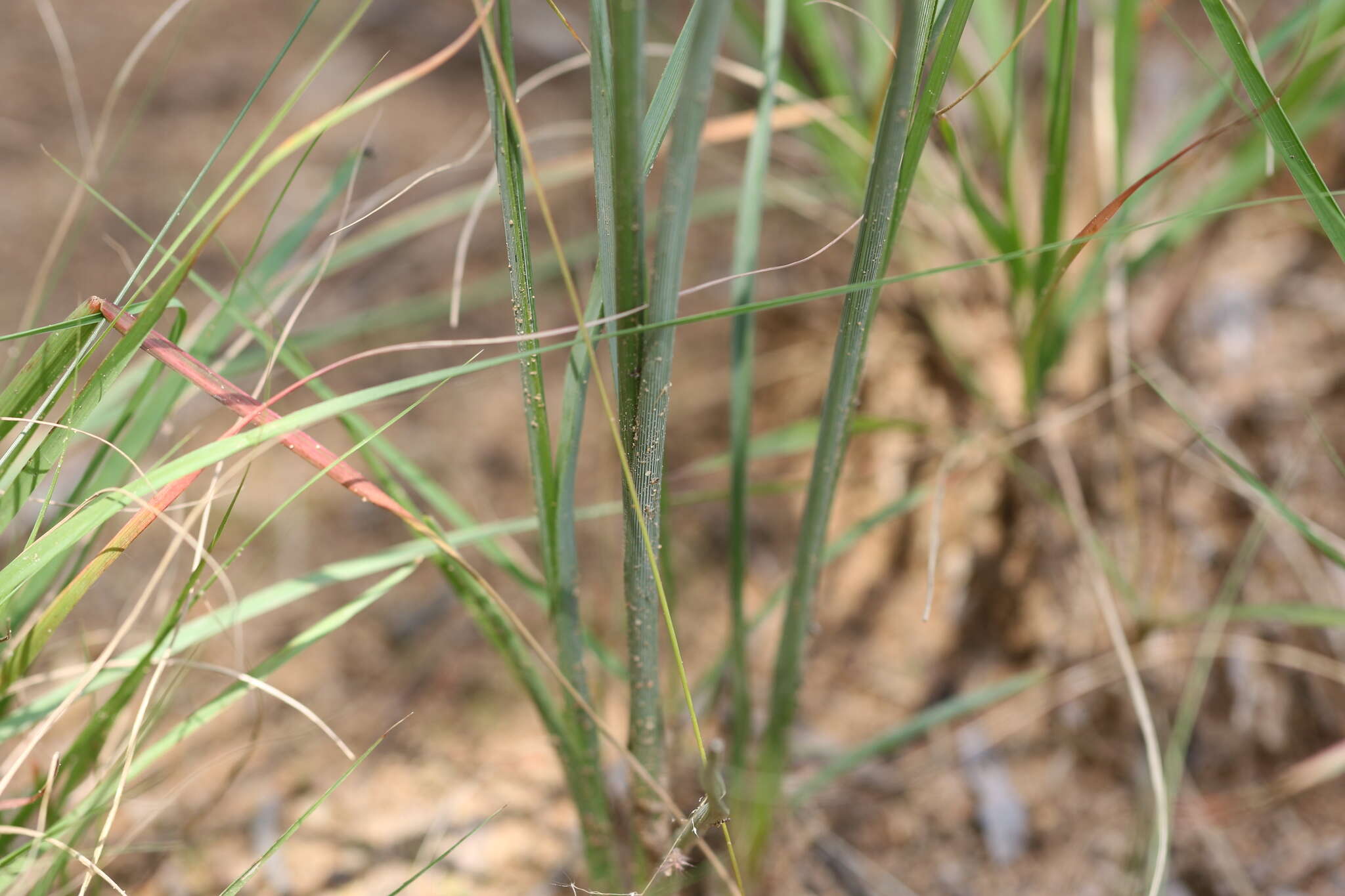 Plancia ëd Chlorophytum fasciculatum (Baker) Kativu