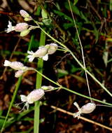 Image of Bladder Campion